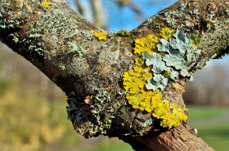 como-los-liquenes-producen-antibioticos-unicos