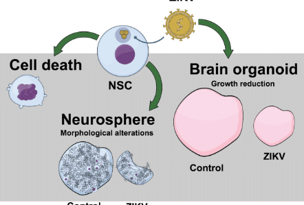 como-los-organoides-cerebrales-ayudan-a-estudiar-el-virus-zika
