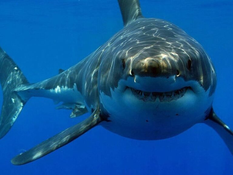 como-los-tiburones-evitan-la-acumulacion-de-bacterias-en-su-piel