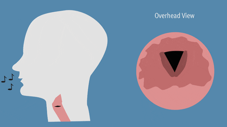 como-se-crean-cuerdas-vocales-vibrantes-en-laboratorio