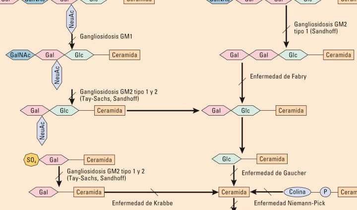 como-se-tratan-las-enfermedades-de-deposito-lisosomal-con-genes
