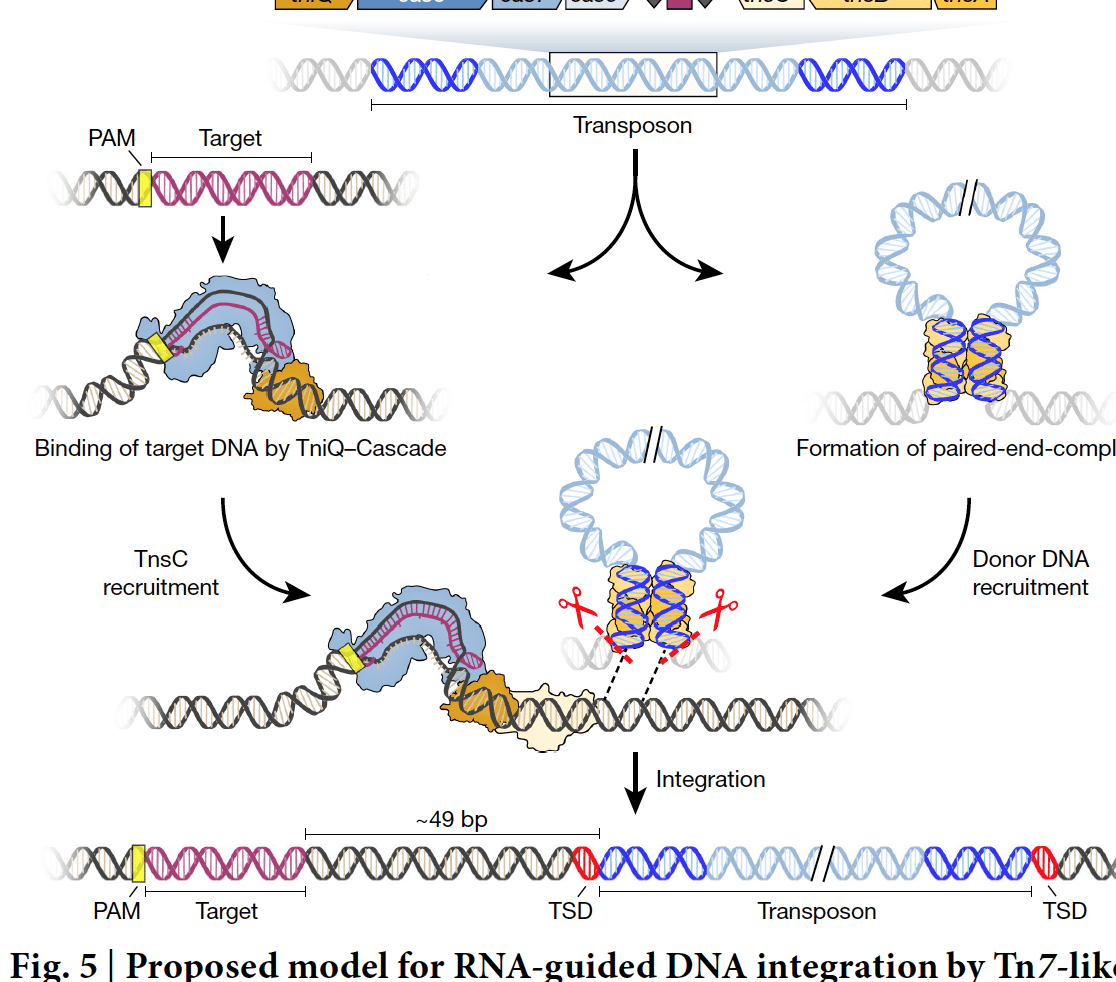 edicion-de-bases-la-proxima-generacion-de-crispr