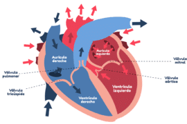 edicion-de-genes-para-reducir-el-riesgo-cardiovascular-hereditario