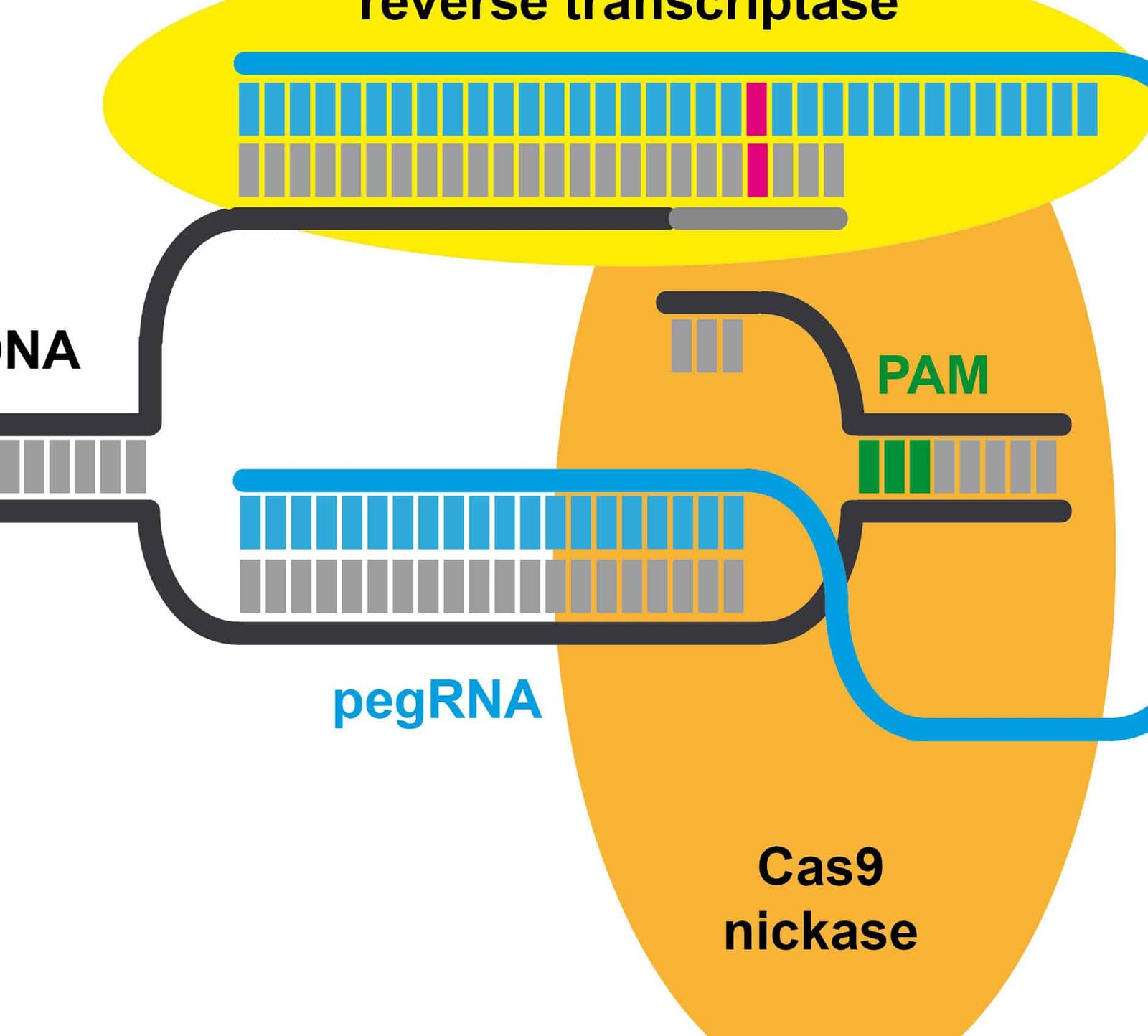 edicion-primaria-prime-editing-precision-sin-roturas-de-adn