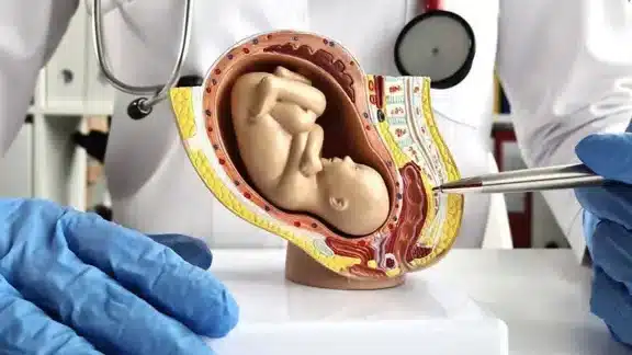el-desarrollo-de-un-utero-artificial-para-prematuros-extremos