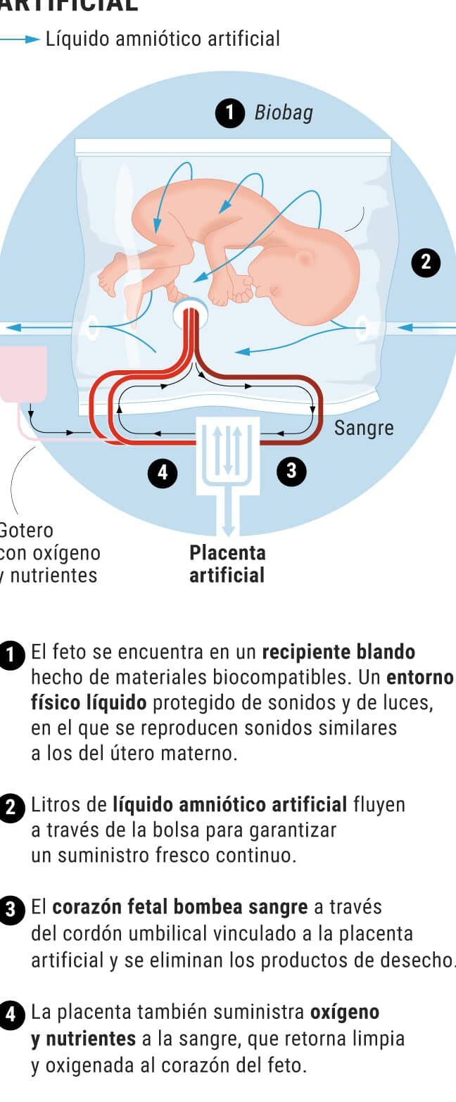 el-desarrollo-de-una-placenta-artificial-para-investigacion