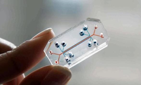 el-futuro-de-los-organos-en-un-chip-para-sustituir-animales