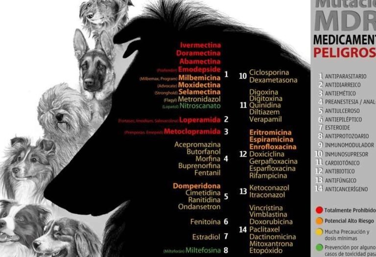 el-gen-mdr1-y-la-resistencia-a-multiples-farmacos