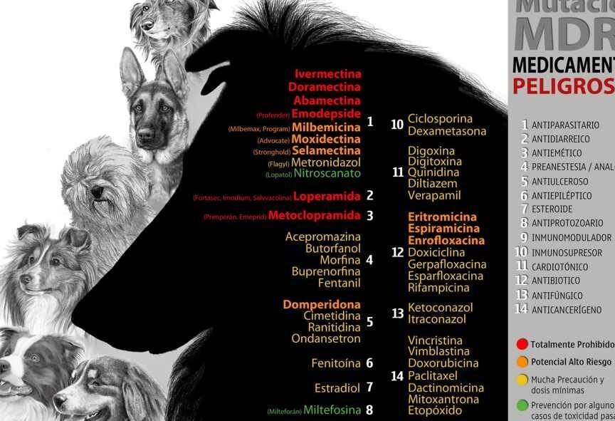 el-gen-mdr1-y-la-resistencia-a-multiples-farmacos