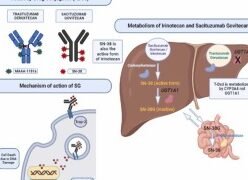 el-gen-ugt1a1-y-la-toxicidad-del-irinotecan