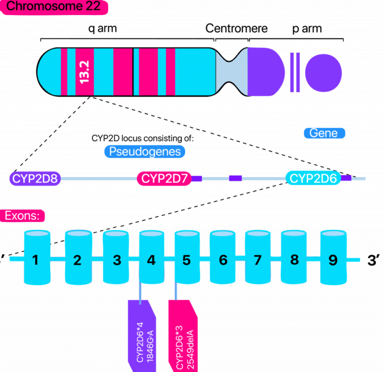 el-impacto-del-gen-cyp2d6-en-la-eficacia-de-la-codeina