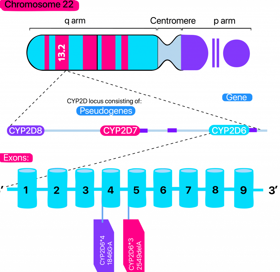 el-impacto-del-gen-cyp2d6-en-la-eficacia-de-la-codeina