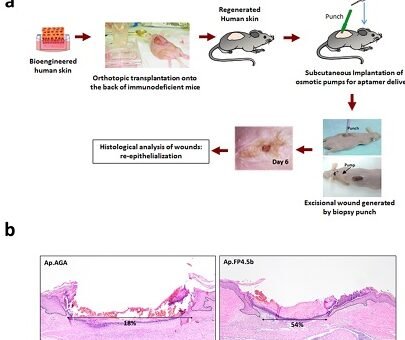 el-papel-de-la-nanomedicina-en-la-cicatrizacion-de-heridas-cronicas