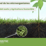 el-papel-de-las-bacterias-del-suelo-en-la-creacion-de-inmunosupresores