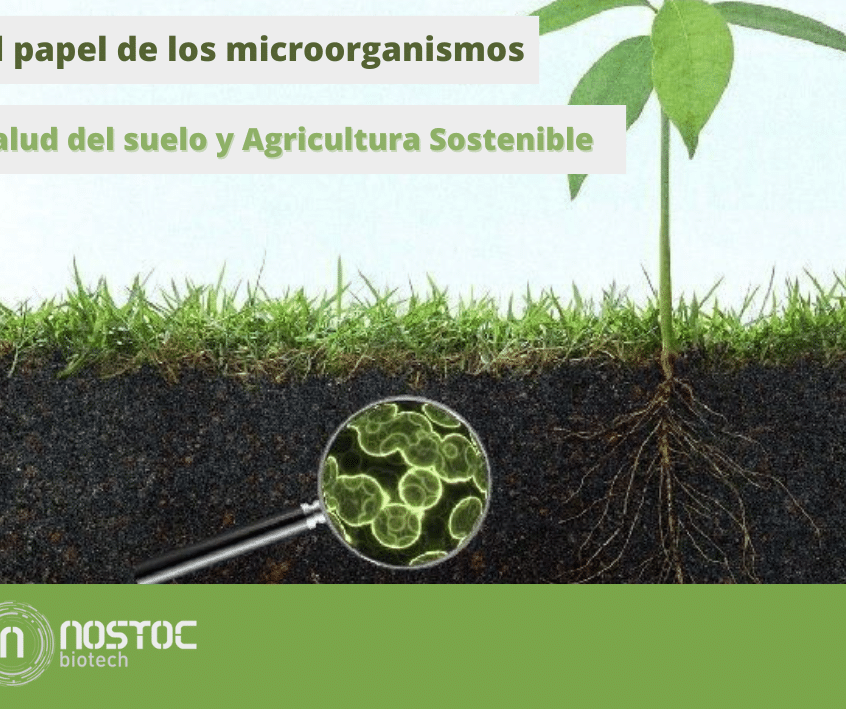 el-papel-de-las-bacterias-del-suelo-en-la-creacion-de-inmunosupresores