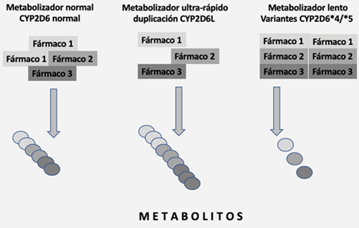 el-papel-de-los-transportadores-de-farmacos-en-la-farmacogenomica