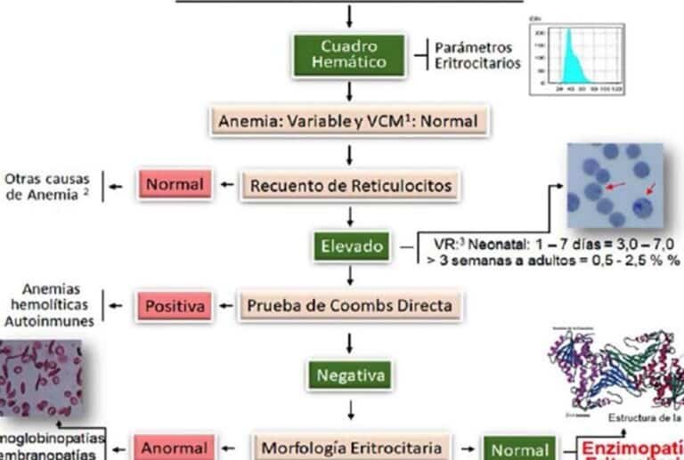 el-papel-del-gen-g6pd-en-la-anemia-hemolitica-por-farmacos