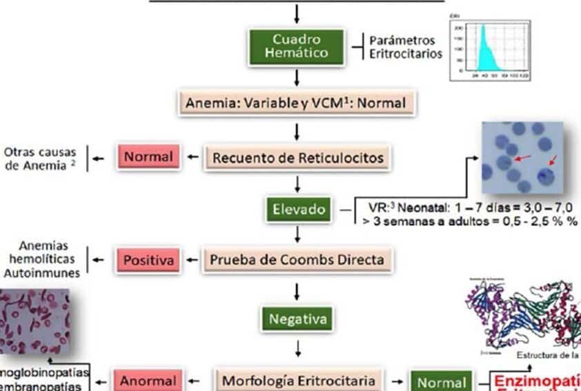 el-papel-del-gen-g6pd-en-la-anemia-hemolitica-por-farmacos