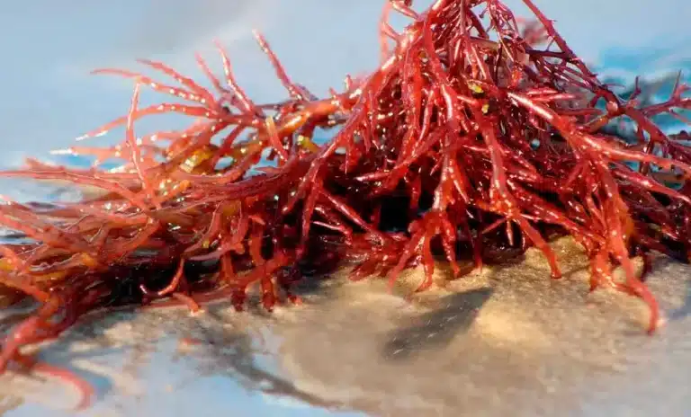 el-potencial-de-las-algas-rojas-en-la-lucha-contra-el-herpes-virus