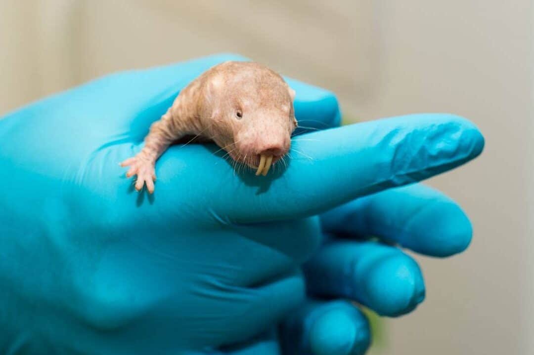 el-secreto-de-la-longevidad-de-la-rata-topo-desnuda-y-el-cancer