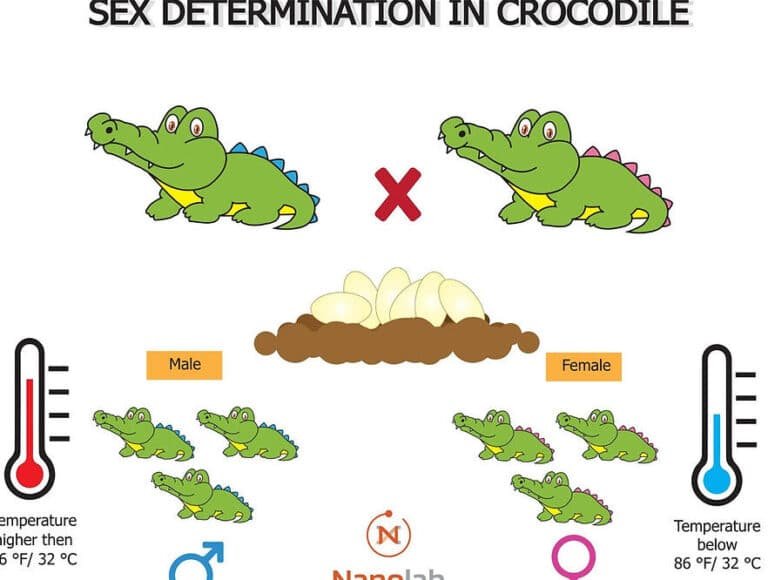 el-sistema-inmune-de-los-cocodrilos-y-sus-potentes-peptidos
