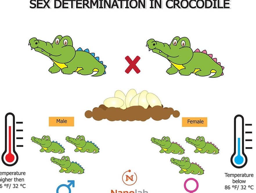el-sistema-inmune-de-los-cocodrilos-y-sus-potentes-peptidos