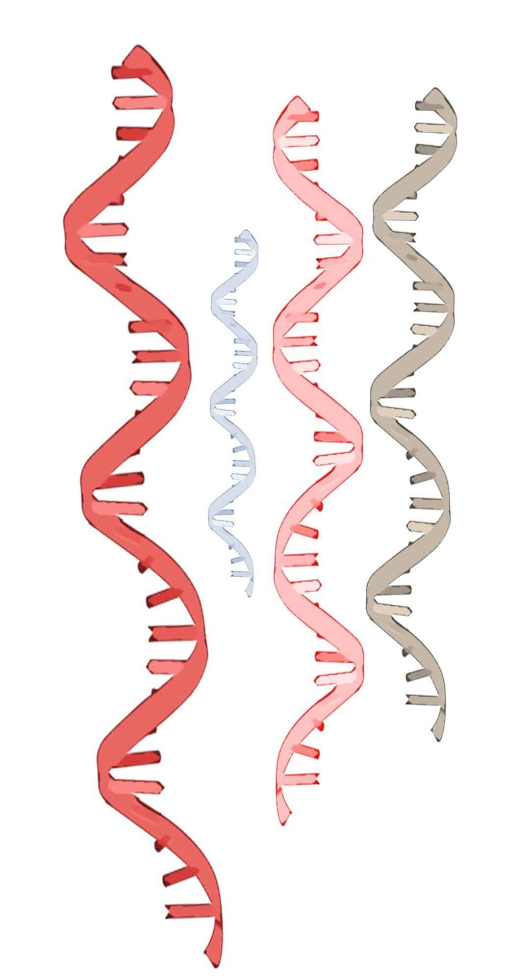 el-uso-de-arn-de-interferencia-sirna-aprobado-por-la-fda