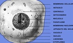 el-uso-de-campos-magneticos-para-dirigir-el-crecimiento-celular