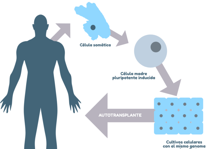 el-uso-de-celulas-ips-para-modelos-de-enfermedades-y-terapia