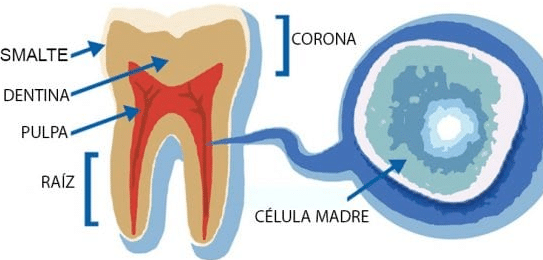 el-uso-de-celulas-madre-dentales-en-medicina-regenerativa