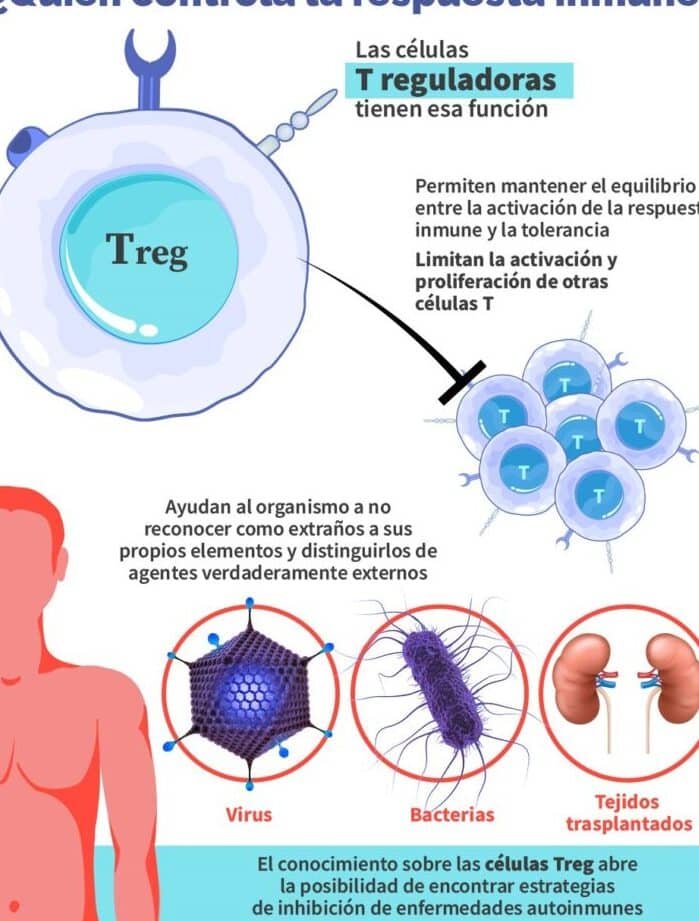 el-uso-de-celulas-t-reguladoras-para-enfermedades-autoinmunes