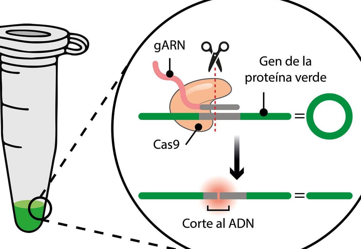 el-uso-de-crispr-para-corregir-la-anemia-de-celulas-falciformes