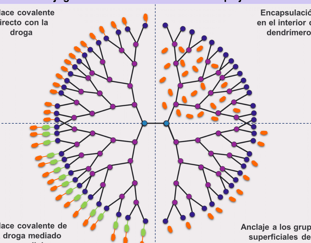 el-uso-de-dendrimeros-para-combatir-la-inflamacion