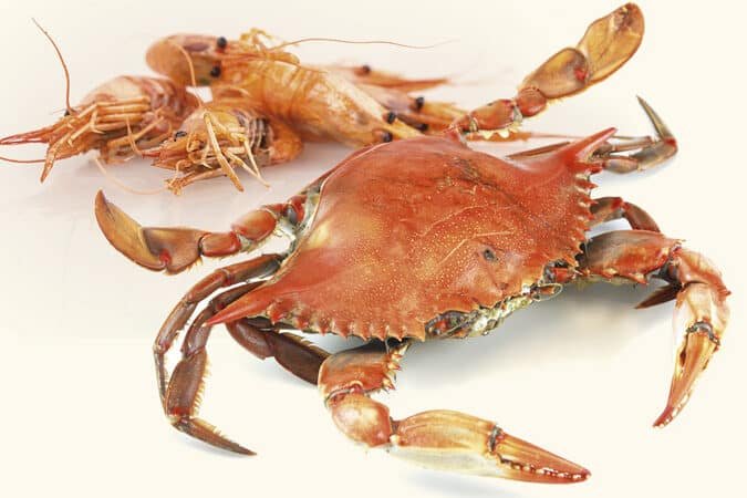 el-uso-de-la-quitina-de-los-crustaceos-para-vendajes-cicatrizantes