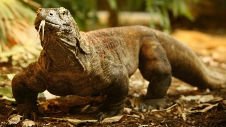 el-uso-de-la-sangre-del-dragon-de-komodo-como-potente-antibiotico