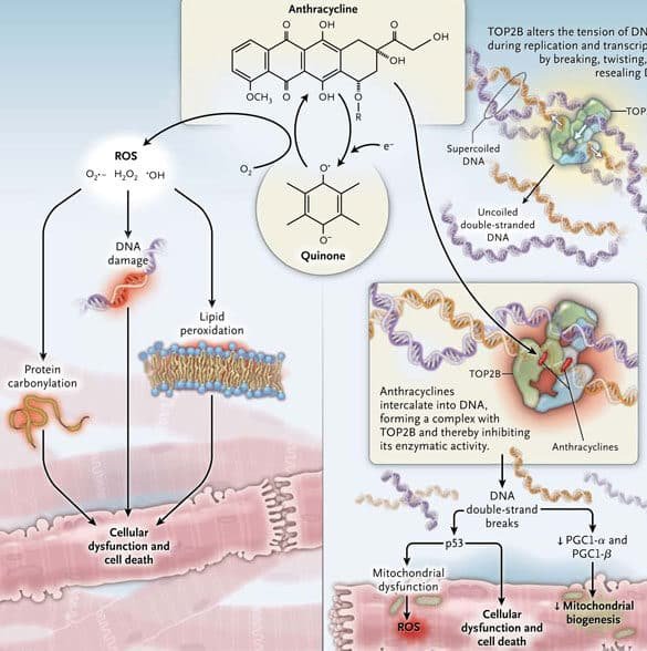 el-uso-de-liposomas-para-reducir-la-cardiotoxicidad-de-la-doxorrubicina