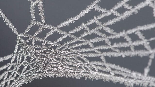 el-uso-de-seda-de-arana-recombinante-en-ligamentos-artificiales