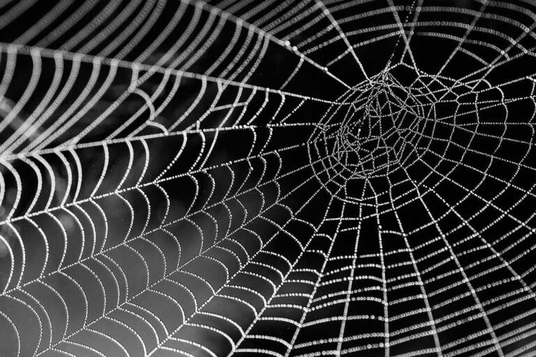 el-uso-de-seda-de-arana-recombinante-en-medicina-regenerativa