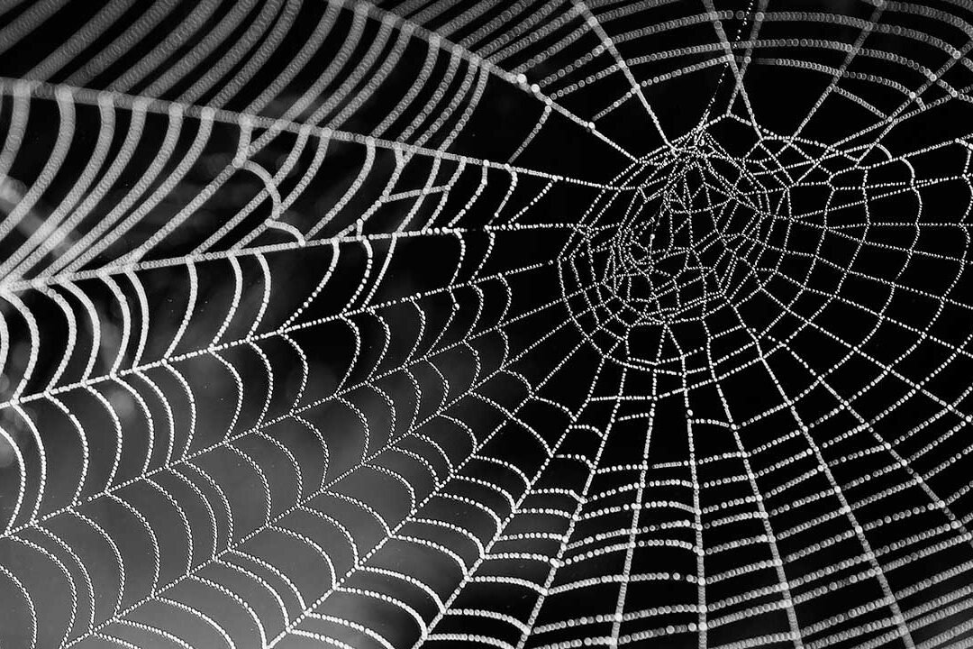 el-uso-de-seda-de-arana-recombinante-en-medicina-regenerativa