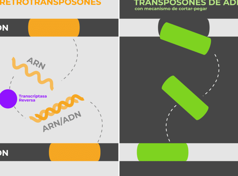 el-uso-de-transposones-para-la-entrega-de-genes-segura