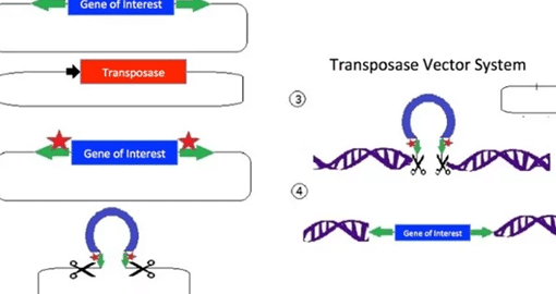 el-uso-de-transposones-sleeping-beauty-en-terapia-genica
