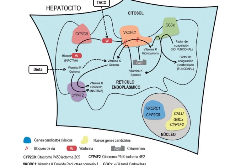 farmacogenomica-de-los-anticoagulantes-orales-directos
