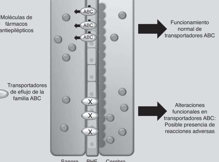 farmacogenomica-de-los-medicamentos-antiepilepticos