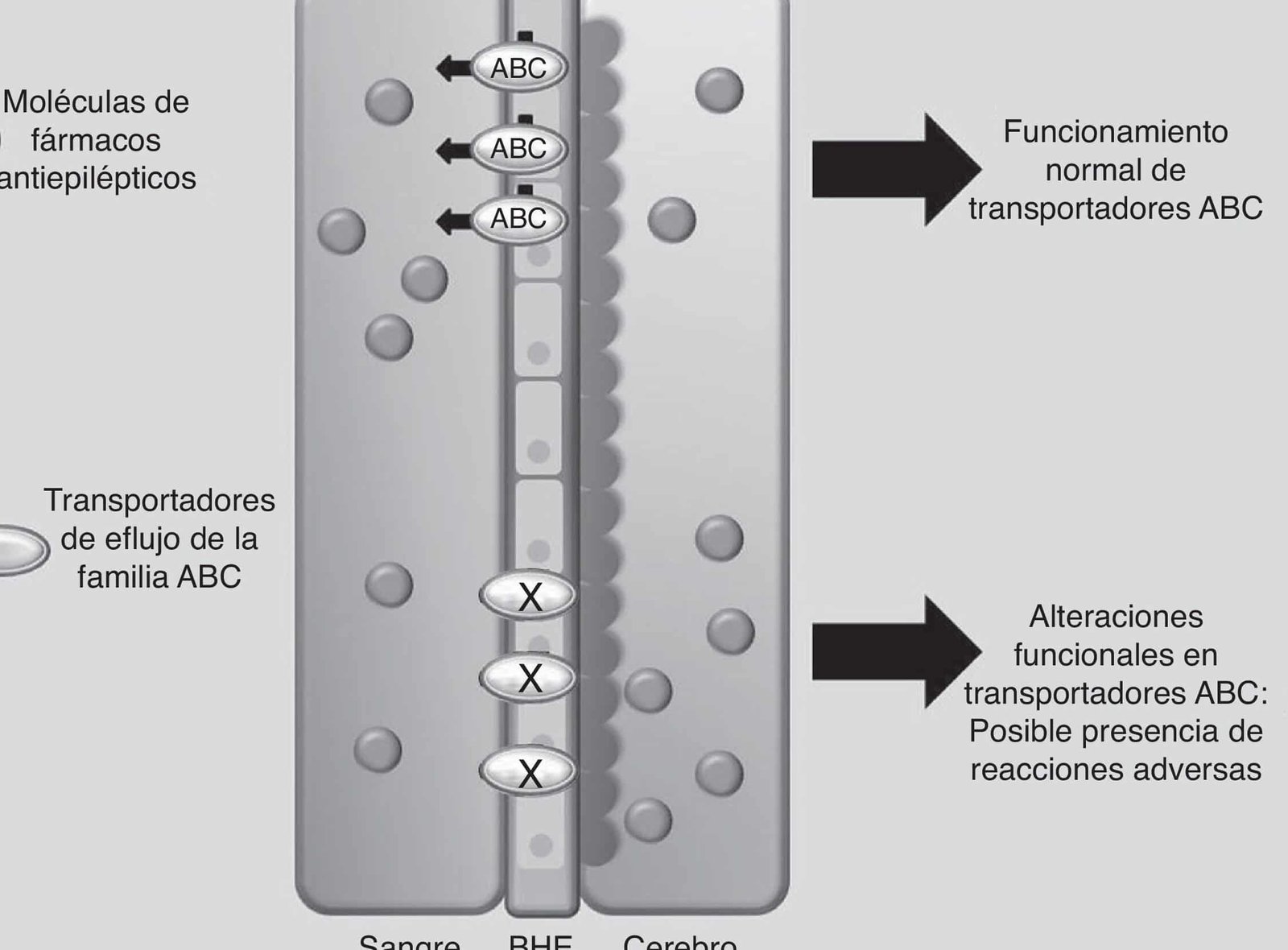 farmacogenomica-de-los-medicamentos-antiepilepticos