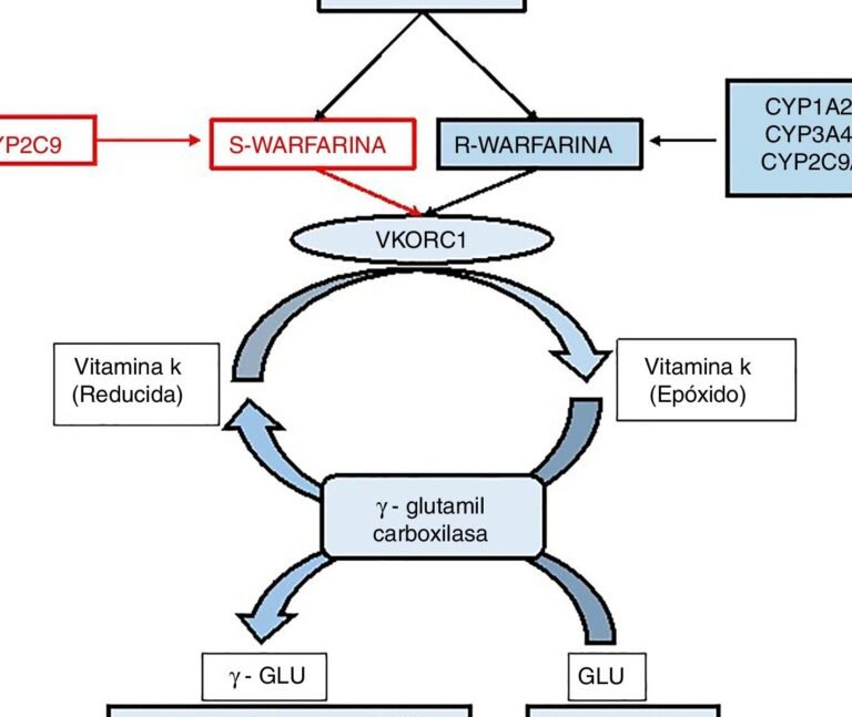 farmacogenomica-y-la-respuesta-a-los-diureticos