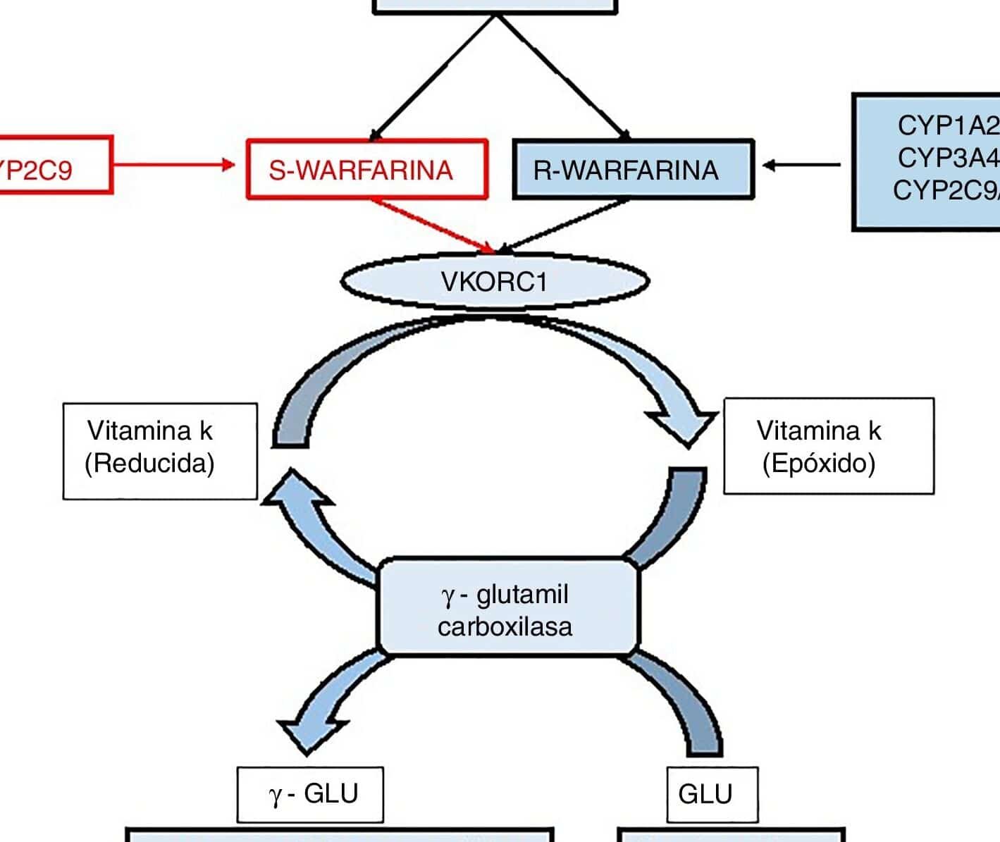 farmacogenomica-y-la-respuesta-a-los-diureticos