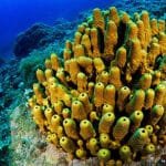 farmacos-derivados-de-esponjas-marinas-para-tratar-el-cancer-de-mama-metastasico