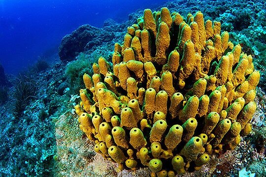 farmacos-derivados-de-esponjas-marinas-para-tratar-el-cancer-de-mama-metastasico