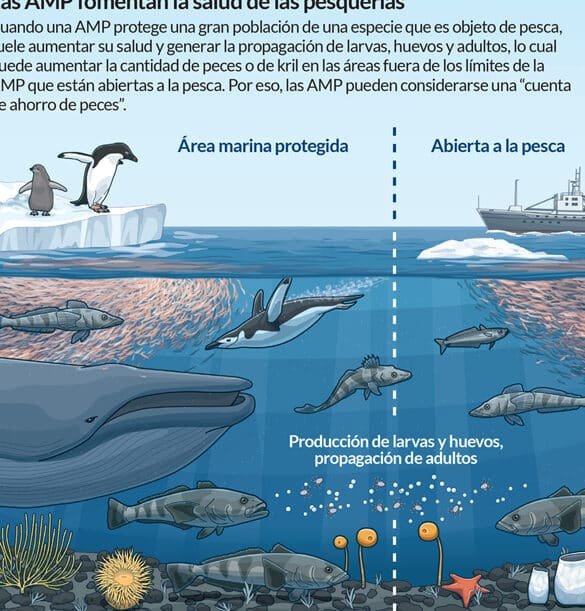 la-adaptacion-de-los-peces-antarticos-y-la-conservacion-de-organos