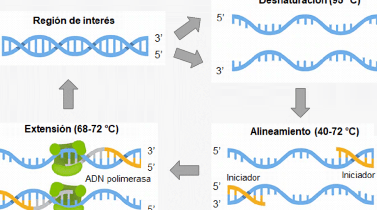 la-bioprospeccion-en-fuentes-hidrotermales-enzimas-para-pcr